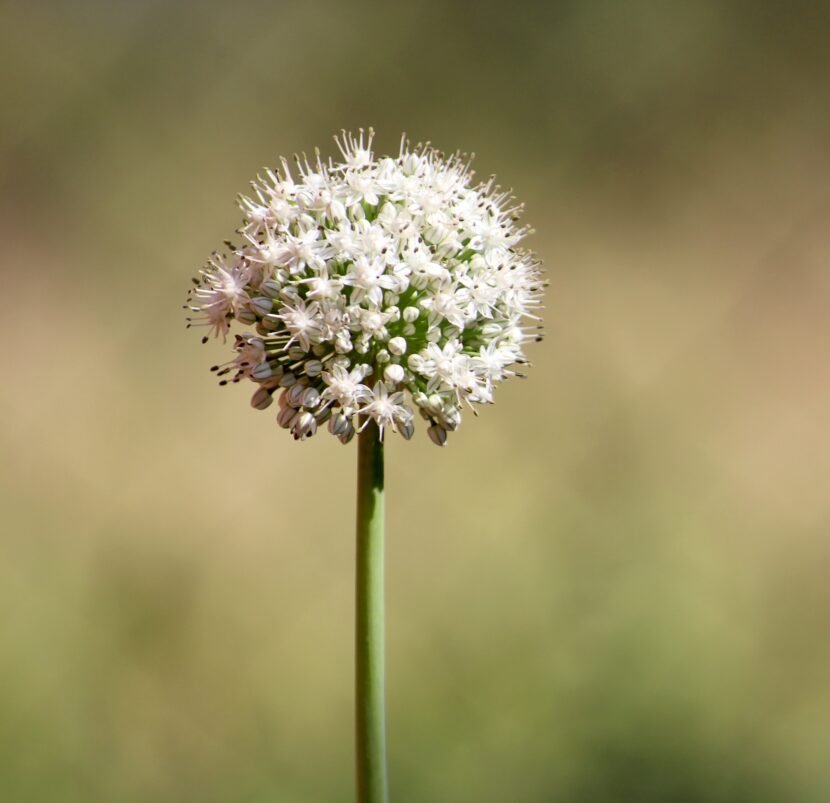 flower flora nature stockpack pixabay flower, flora, nature